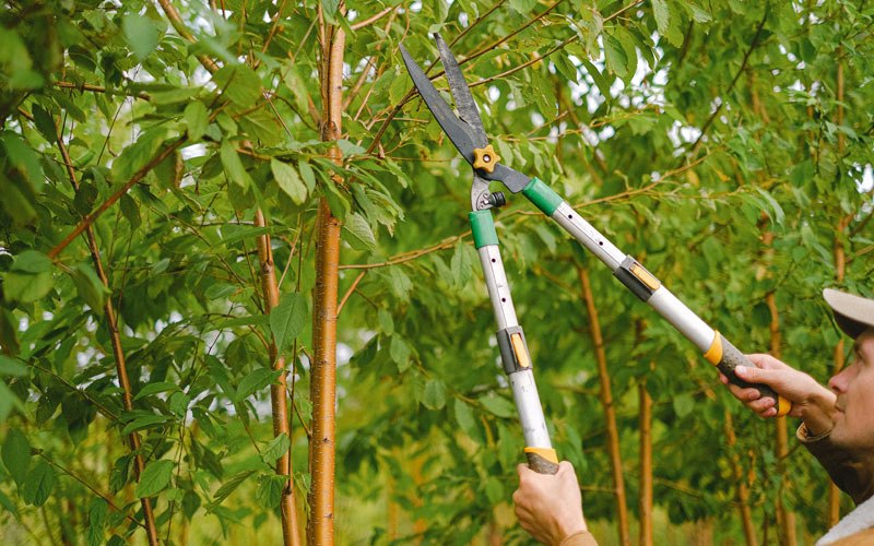 Tree trimming in Waunakee, WI